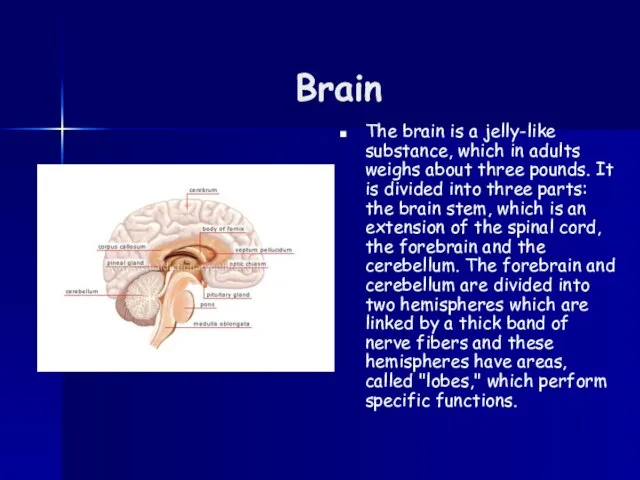 Brain The brain is a jelly-like substance, which in adults weighs about