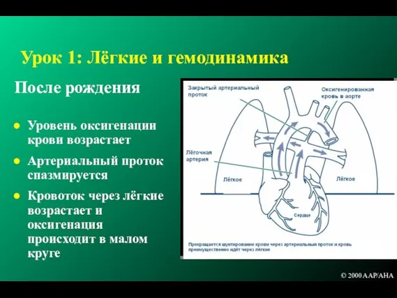 Урок 1: Лёгкие и гемодинамика После рождения Уровень оксигенации крови возрастает Артериальный