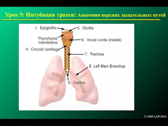 Урок 5: Интубация трахеи: Анатомия верхних дыхательных путей © 2000 AAP/AHA