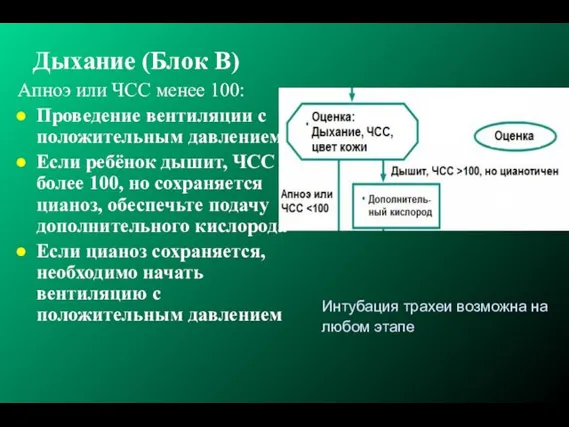 Интубация трахеи возможна на любом этапе Дыхание (Блок B) Апноэ или ЧСС