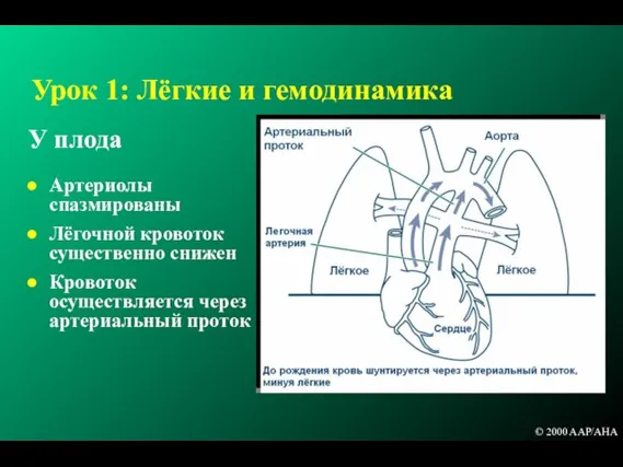 Урок 1: Лёгкие и гемодинамика У плода Артериолы спазмированы Лёгочной кровоток существенно