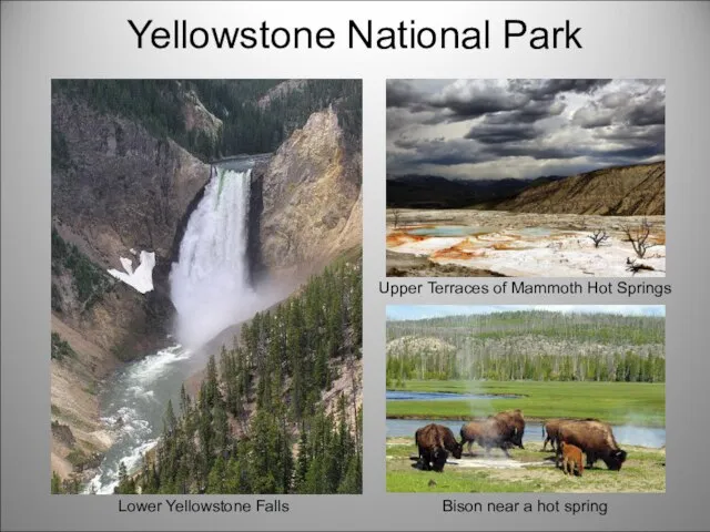 Yellowstone National Park Bison near a hot spring Upper Terraces of Mammoth