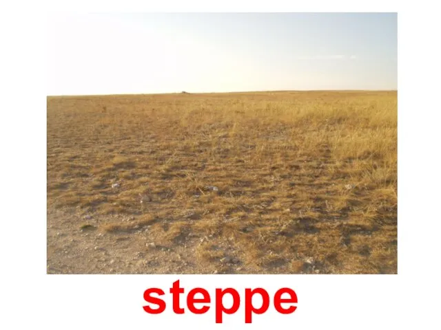 steppe