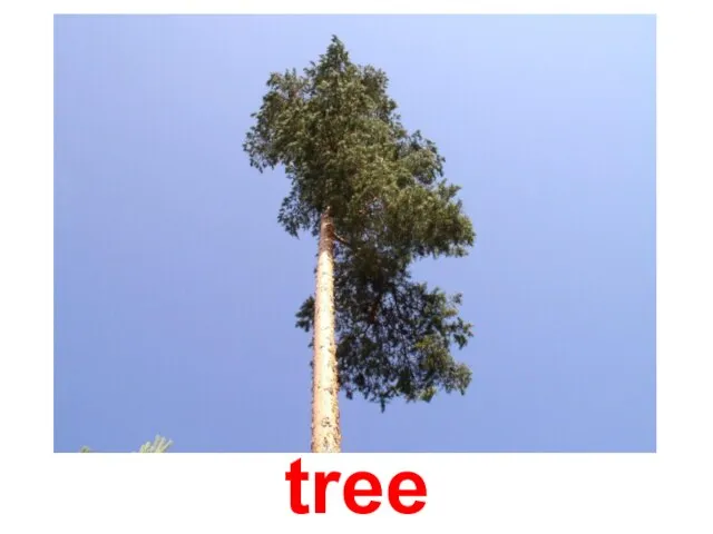 tree