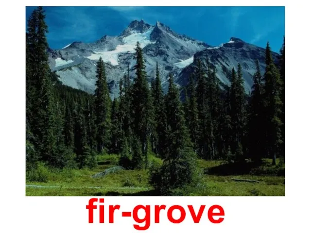 fir-grove