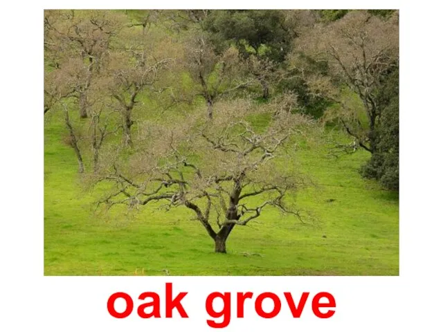 oak grove