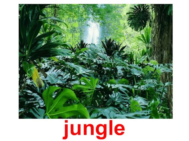 jungle