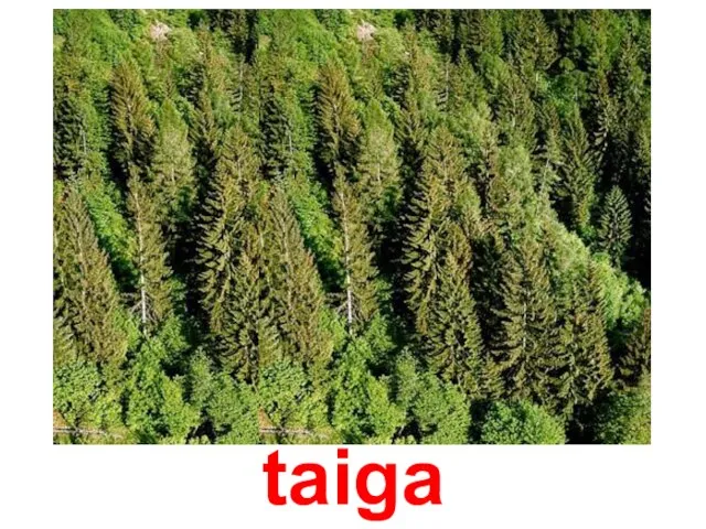 taiga