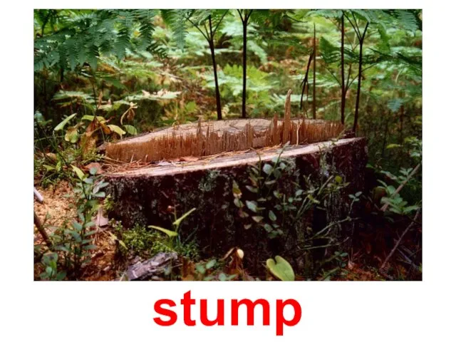 stump