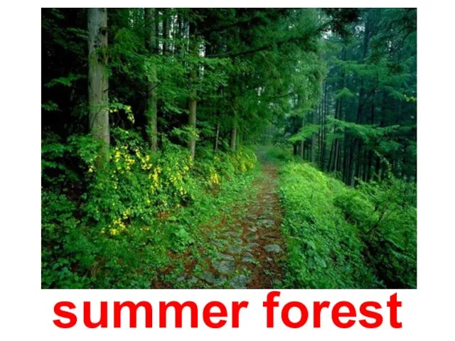 summer forest