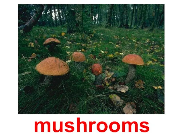 mushrooms