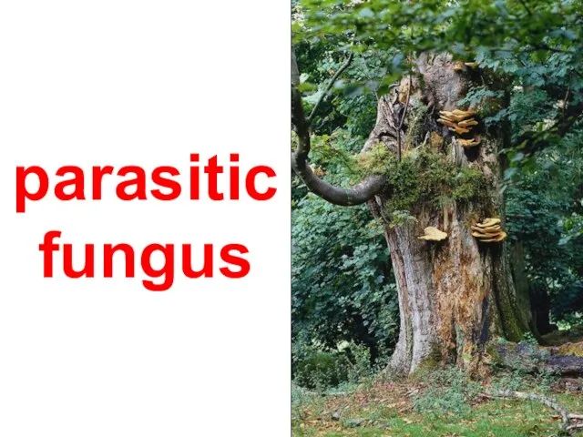 parasitic fungus