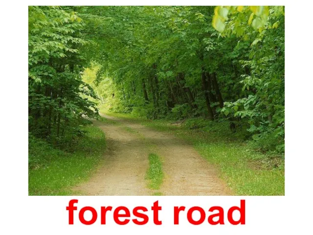 forest road