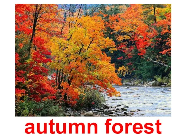 autumn forest