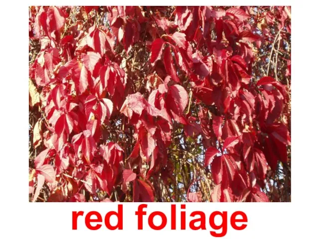 red foliage