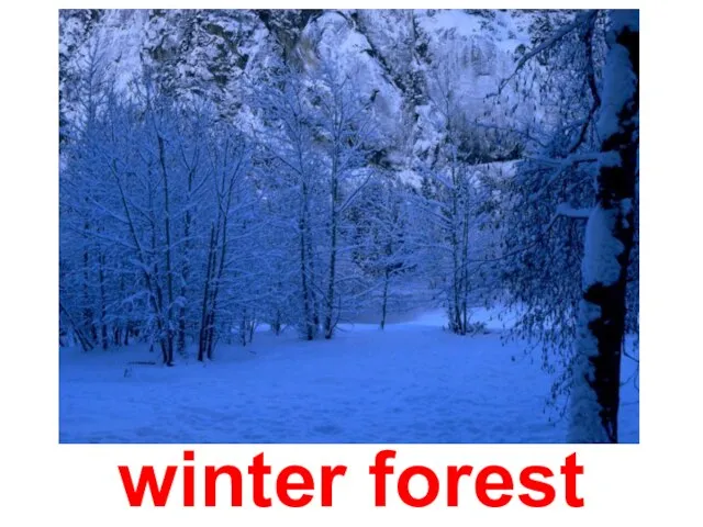 winter forest