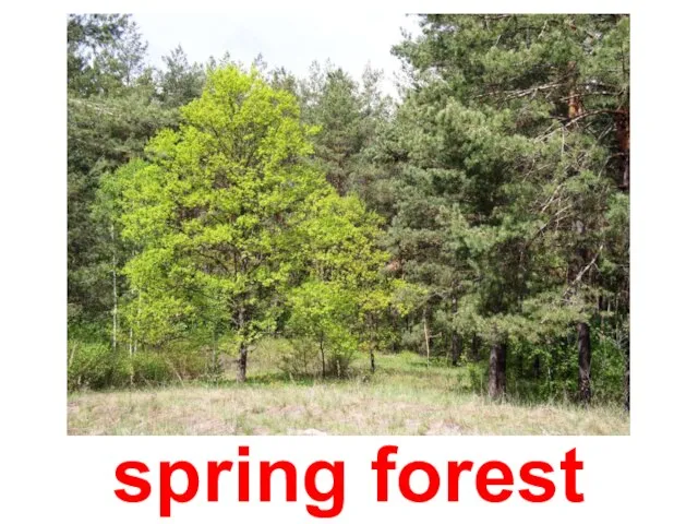 spring forest