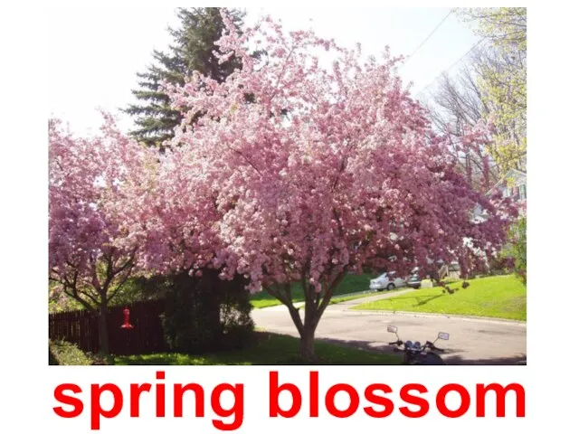 spring blossom