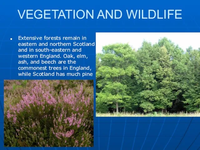 VEGETATION AND WILDLIFE Extensive forests remain in eastern and northern Scotland and