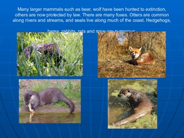 Many larger mammals such as bear, wolf have been hunted to extinction,