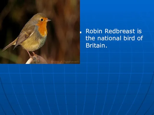 Robin Redbreast is the national bird of Britain.