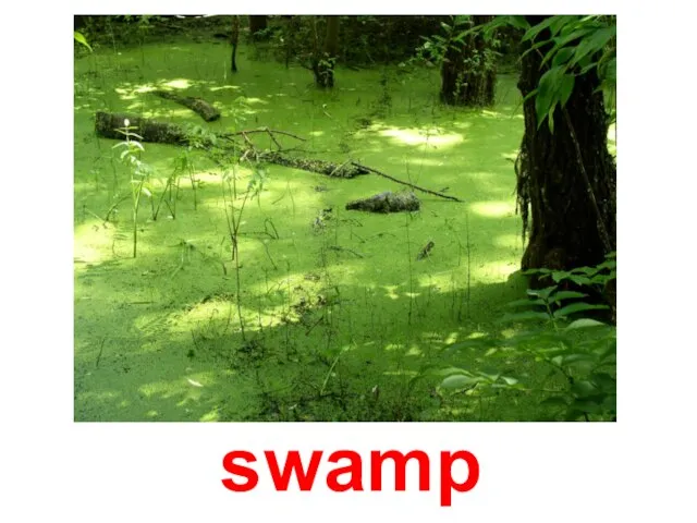 swamp