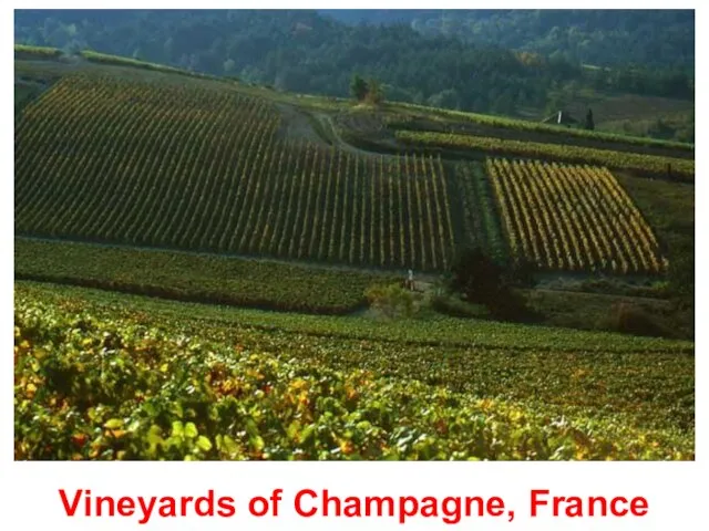 Vineyards of Champagne, France