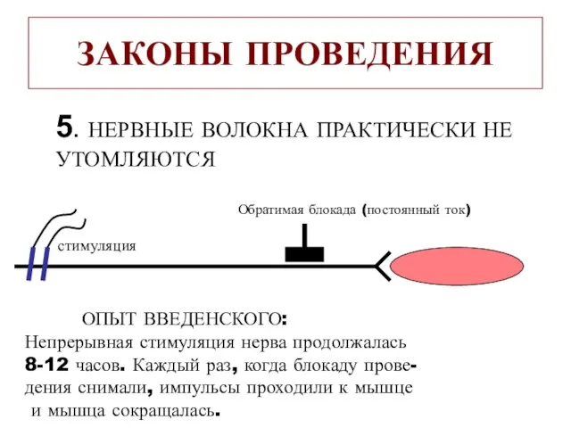 ЗАКОНЫ ПРОВЕДЕНИЯ 5. НЕРВНЫЕ ВОЛОКНА ПРАКТИЧЕСКИ НЕ УТОМЛЯЮТСЯ стимуляция Обратимая блокада (постоянный