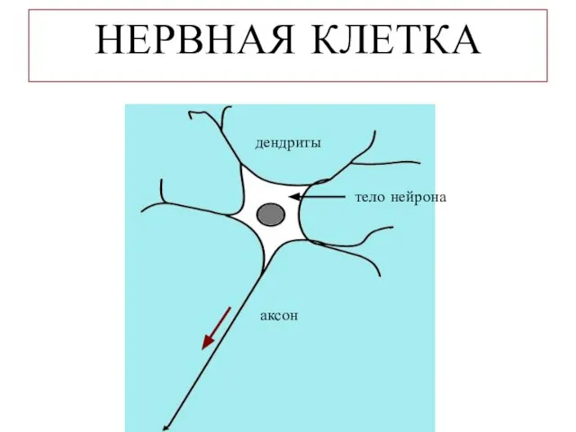 НЕРВНАЯ КЛЕТКА дендриты аксон тело нейрона