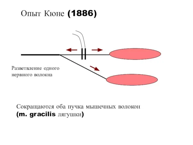 Разветвление одного нервного волокна Сокращаются оба пучка мышечных волокон (m. gracilis лягушки) Опыт Кюне (1886)