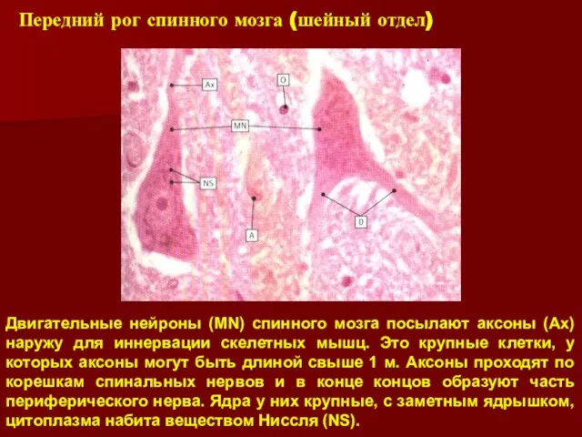 Передний рог спинного мозга (шейный отдел) Двигательные нейроны (MN) спинного мозга посылают