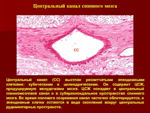 Центральный канал спинного мозга Центральный канал (CC) выстлан реснитчатыми эпендимными клетками: кубическими