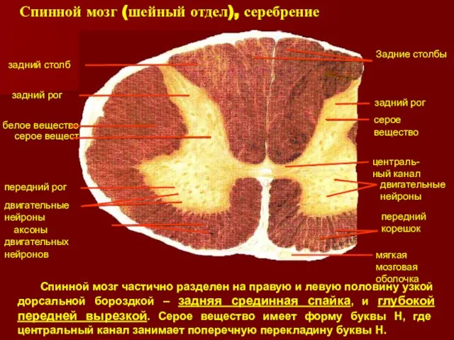Спинной мозг (шейный отдел), серебрение Спинной мозг частично разделен на правую и