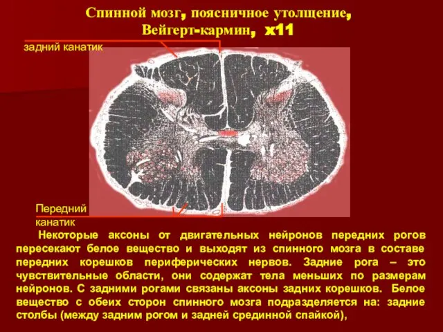 Некоторые аксоны от двигательных нейронов передних рогов пересекают белое вещество и выходят