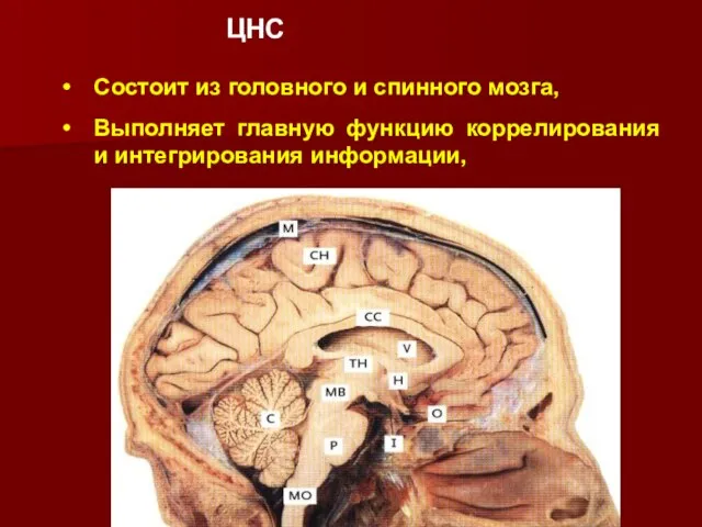 Выполняет главную функцию коррелирования и интегрирования инфоpмации, Состоит из головного и спинного мозга, ЦНС