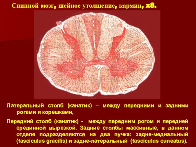 Спинной мозг, шейное утолщение, кармин, x8. Передний столб (канатик) - между передним