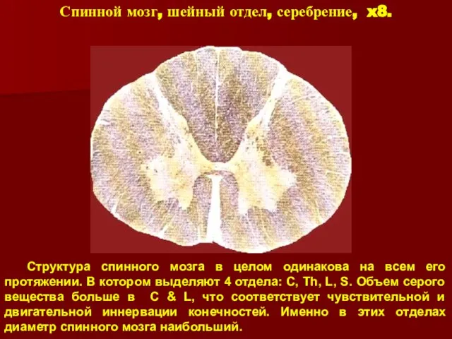 Спинной мозг, шейный отдел, серебрение, x8. Структура спинного мозга в целом одинакова