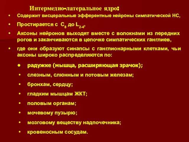 кровеносным сосудам. Интермедио-латеральное ядро: Содержит висцеральные эфферентные нейроны симпатической НС, Простирается с