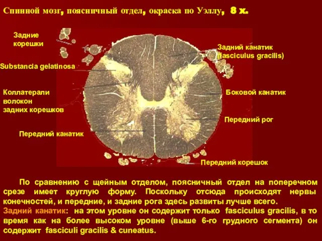 По сравнению с щейным отделом, поясничный отдел на поперечном срезе имеет круглую