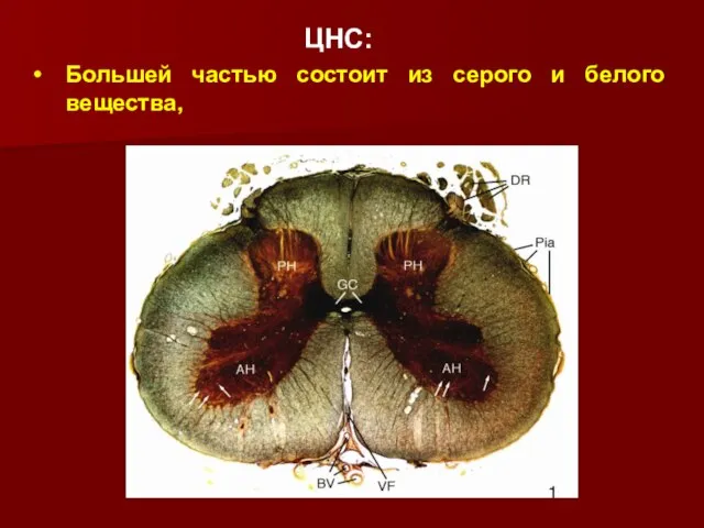 Большей частью состоит из серого и белого вещества, ЦНС: