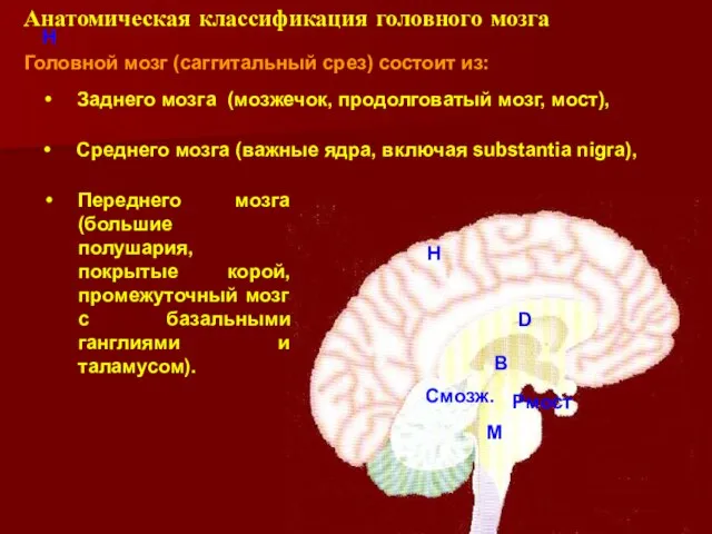 Анатомическая классификация головного мозга Головной мозг (саггитальный срез) состоит из: Заднего мозга