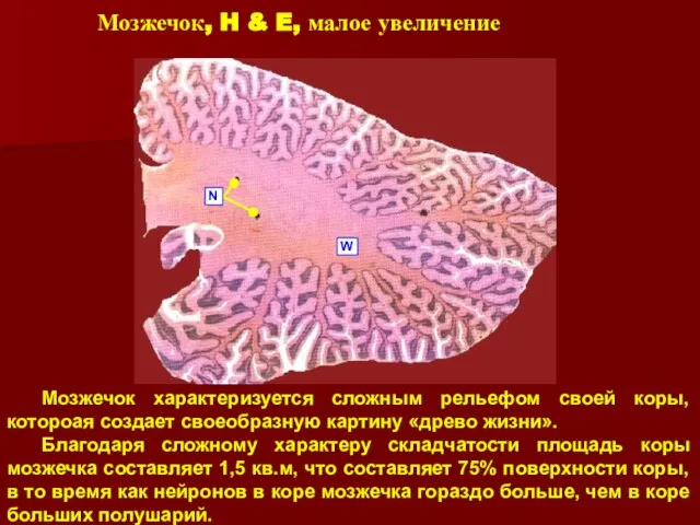 Мозжечок, H & E, малое увеличение Мозжечок характеризуется сложным рельефом своей коры,