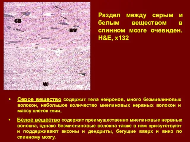 Белое вещество содержит преимущественно миелиновые нервные волокна, однако безмиелиновые волокна также в