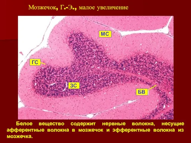 Мозжечок, Г.-Э., малое увеличение Белое вещество содержит нервные волокна, несущие афферентные волокна