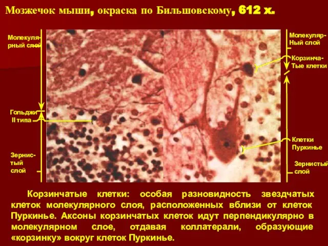 Корзинчатые клетки: особая разновидность звездчатых клеток молекулярного слоя, расположенных вблизи от клеток