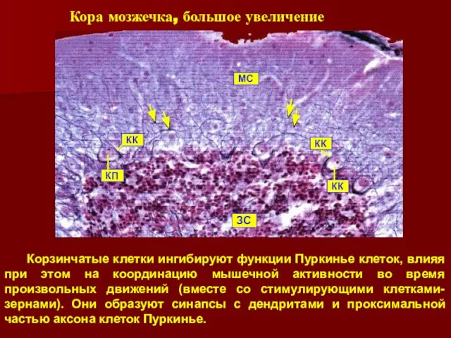 Корзинчатые клетки ингибируют функции Пуркинье клеток, влияя при этом на координацию мышечной