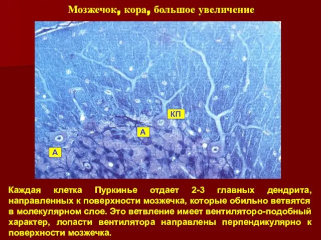 Каждая клетка Пуркинье отдает 2-3 главных дендрита, направленных к поверхности мозжечка, которые