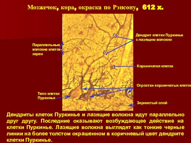 Дендриты клеток Пуркинье и лазящие волокна идут параллельно друг другу. Последние оказывают