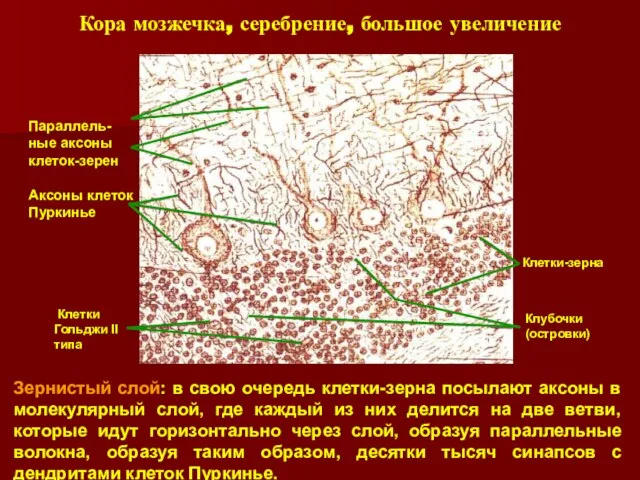 Зернистый слой: в свою очередь клетки-зерна посылают аксоны в молекулярный слой, где