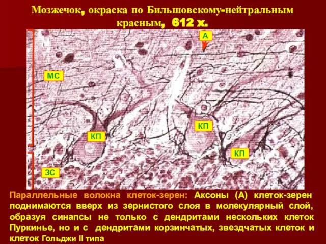 Параллельные волокна клеток-зерен: Аксоны (A) клеток-зерен поднимаются вверх из зернистого слоя в